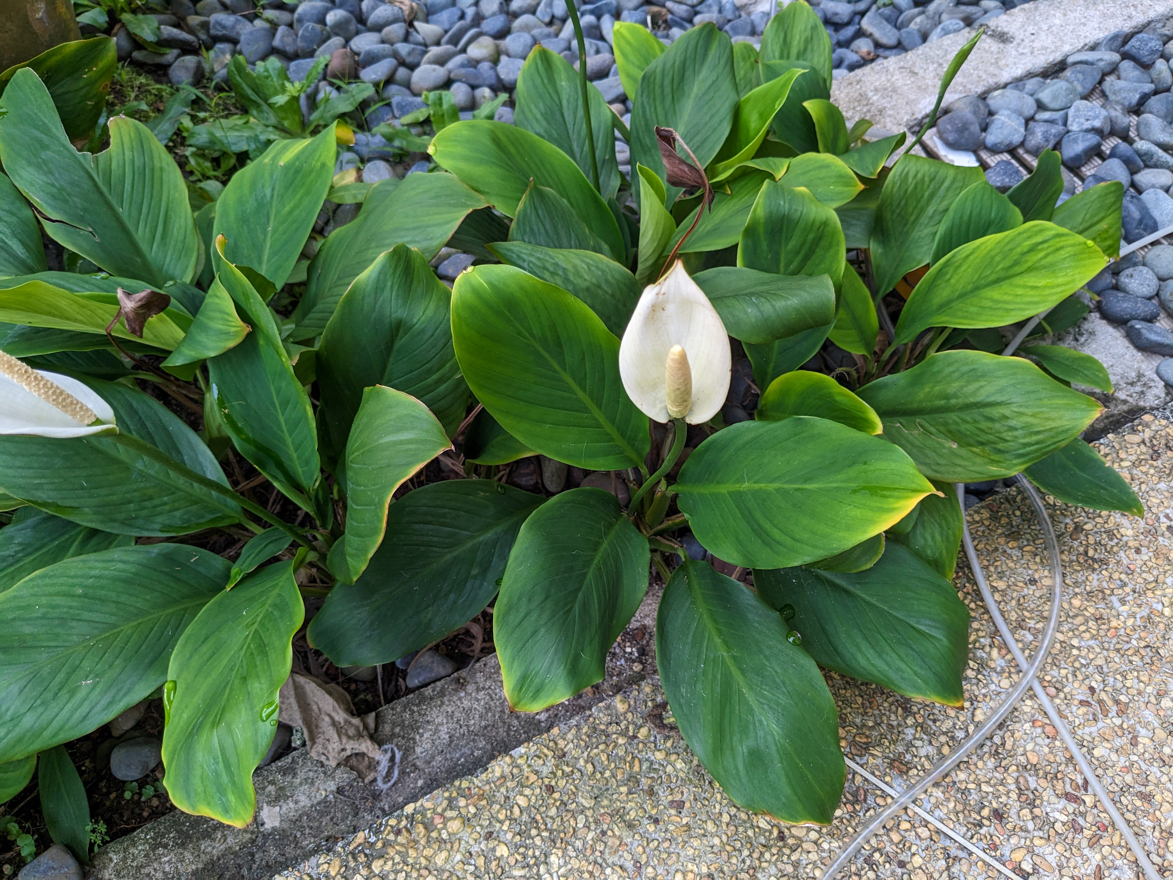 Peace Lilies growing in true ground.
